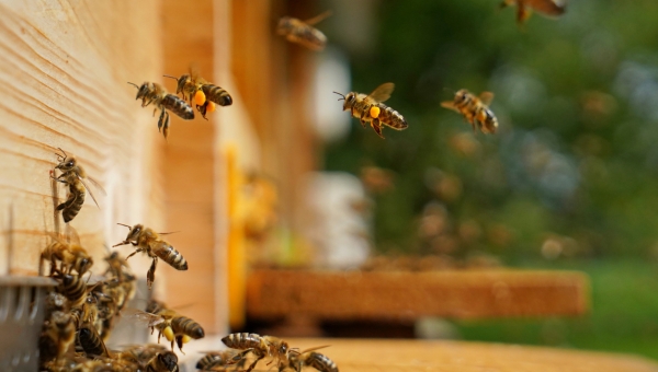 What Strategic Planners can Learn from Honeybees